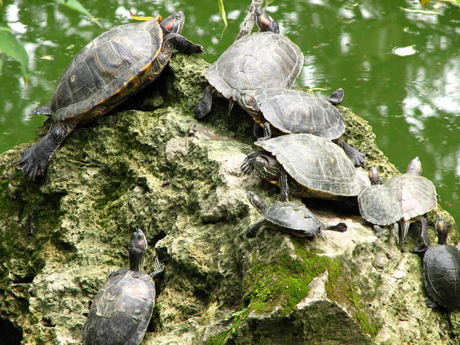 Chinese turtles! Chengdu, China.